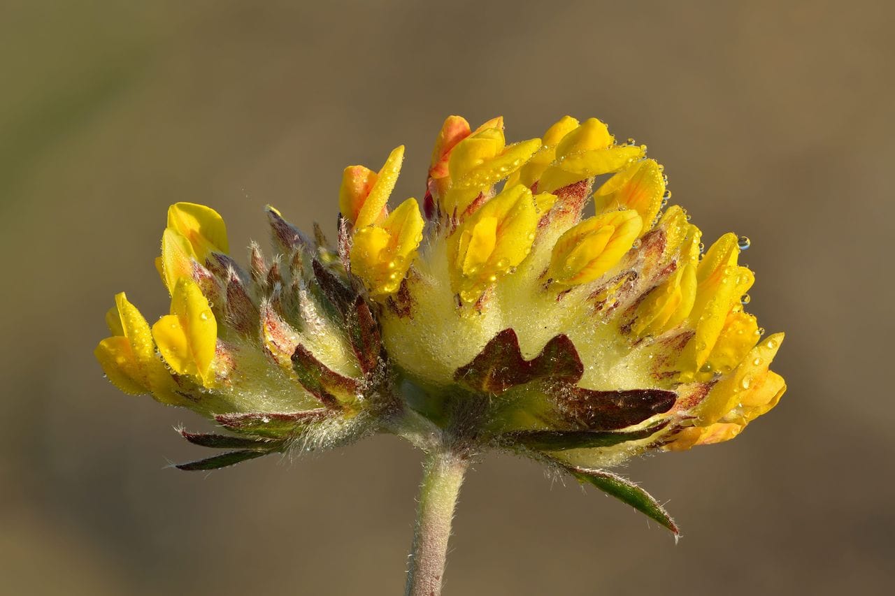 Anthyllis vulneraria